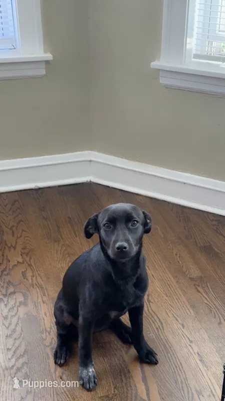 Mystic – Labrador Retriever puppy for sale in Chicago, IL