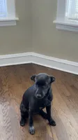 Mystic, a female Labrador Retriever for sale in Chicago, IL – 3 of 3