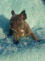 Male blue, a male French Bulldog for sale in Lehigh Acres, FL – Photo 2 of 2