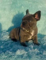 Male blue, a male French Bulldog for sale in Lehigh Acres, FL – Photo 1 of 2