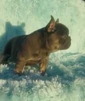 Female blue, a female French Bulldog for sale in Lehigh Acres, FL – Photo 2 of 2