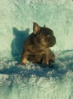 Female blue, a female French Bulldog for sale in Lehigh Acres, FL – Photo 1 of 2