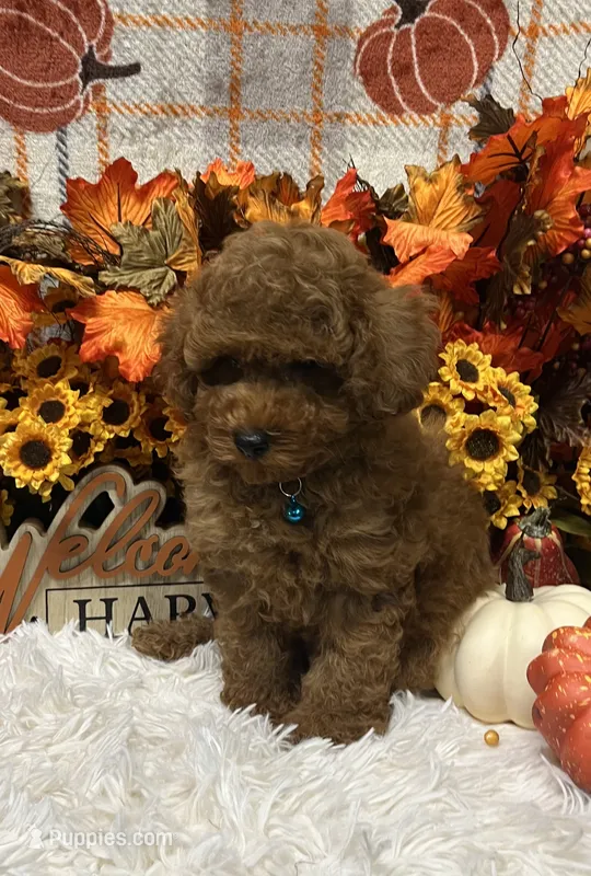 Jed – Poodle - Toy  puppy for sale in Tuscumbia, AL