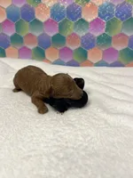 Jed, a male Poodle - Toy  for sale in Tuscumbia, AL – 3 of 5