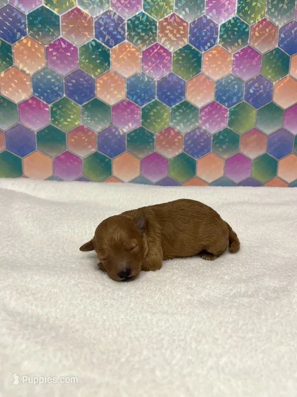 Nugget – Poodle - Toy  puppy for sale in Tuscumbia, AL