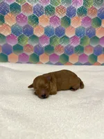 Nugget, a female Poodle - Toy  for sale in Tuscumbia, AL – 1 of 4