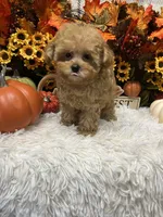 Peaches, a female Poodle - Toy  for sale in Tuscumbia, AL – 4 of 5