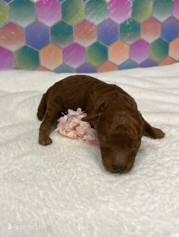 Janie – Poodle - Toy  puppy for sale in Tuscumbia, AL