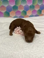 Janie, a female Poodle - Toy  for sale in Tuscumbia, AL – 1 of 8