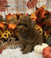 Jed, a male Poodle - Toy  for sale in Tuscumbia, AL – 4 of 5