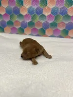 Nugget, a female Poodle - Toy  for sale in Tuscumbia, AL – 3 of 4