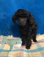 Gianni, a male Poodle - Toy  for sale in Tuscumbia, AL – Photo 3 of 4