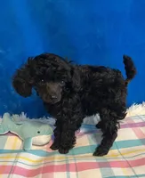 Gianni, a male Poodle - Toy  for sale in Tuscumbia, AL – Photo 2 of 4