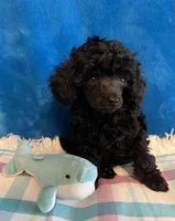 Gianni, a male Poodle - Toy  for sale in Tuscumbia, AL – Photo 4 of 4
