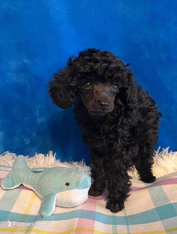 Gianni – Poodle - Toy  puppy for sale in Tuscumbia, AL