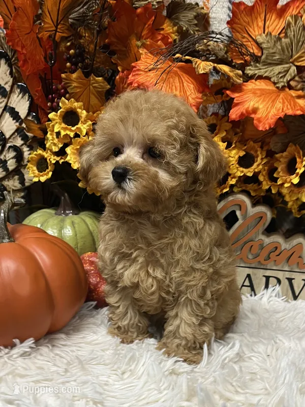 Peaches – Poodle - Toy  puppy for sale in Tuscumbia, AL