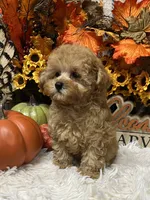 Peaches, a female Poodle - Toy  for sale in Tuscumbia, AL – 1 of 5