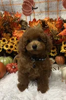 Jimmy, a male Poodle - Toy  for sale in Tuscumbia, AL – 1 of 6