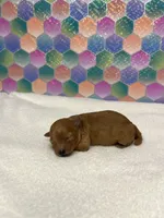 Nugget, a female Poodle - Toy  for sale in Tuscumbia, AL – 2 of 4