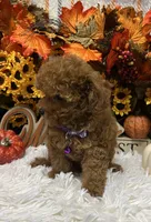 T-Cup Rubie, a female Poodle - Toy  for sale in Tuscumbia, AL – 2 of 7