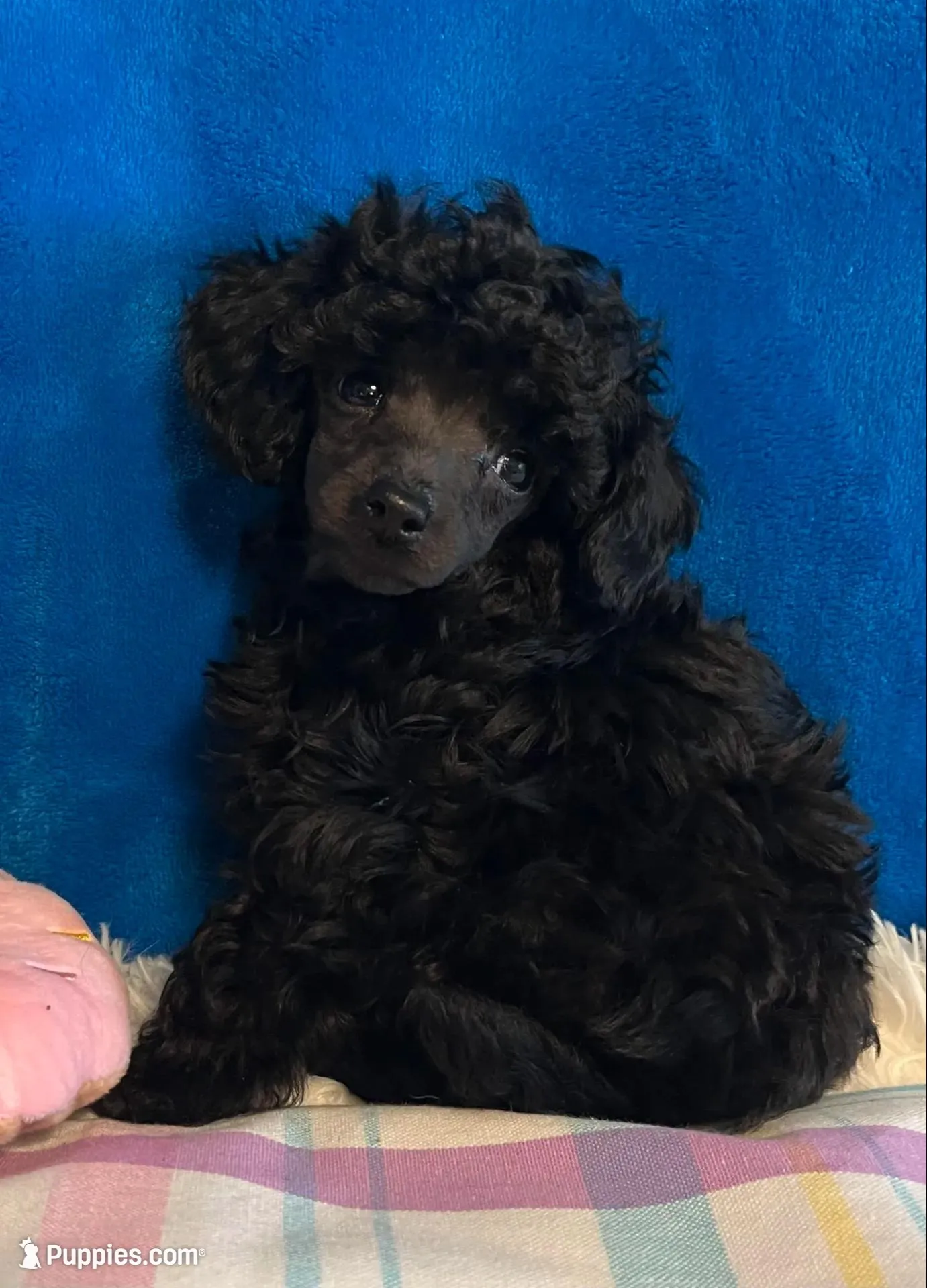 Leah – Poodle - Toy  puppy for sale in Tuscumbia, AL
