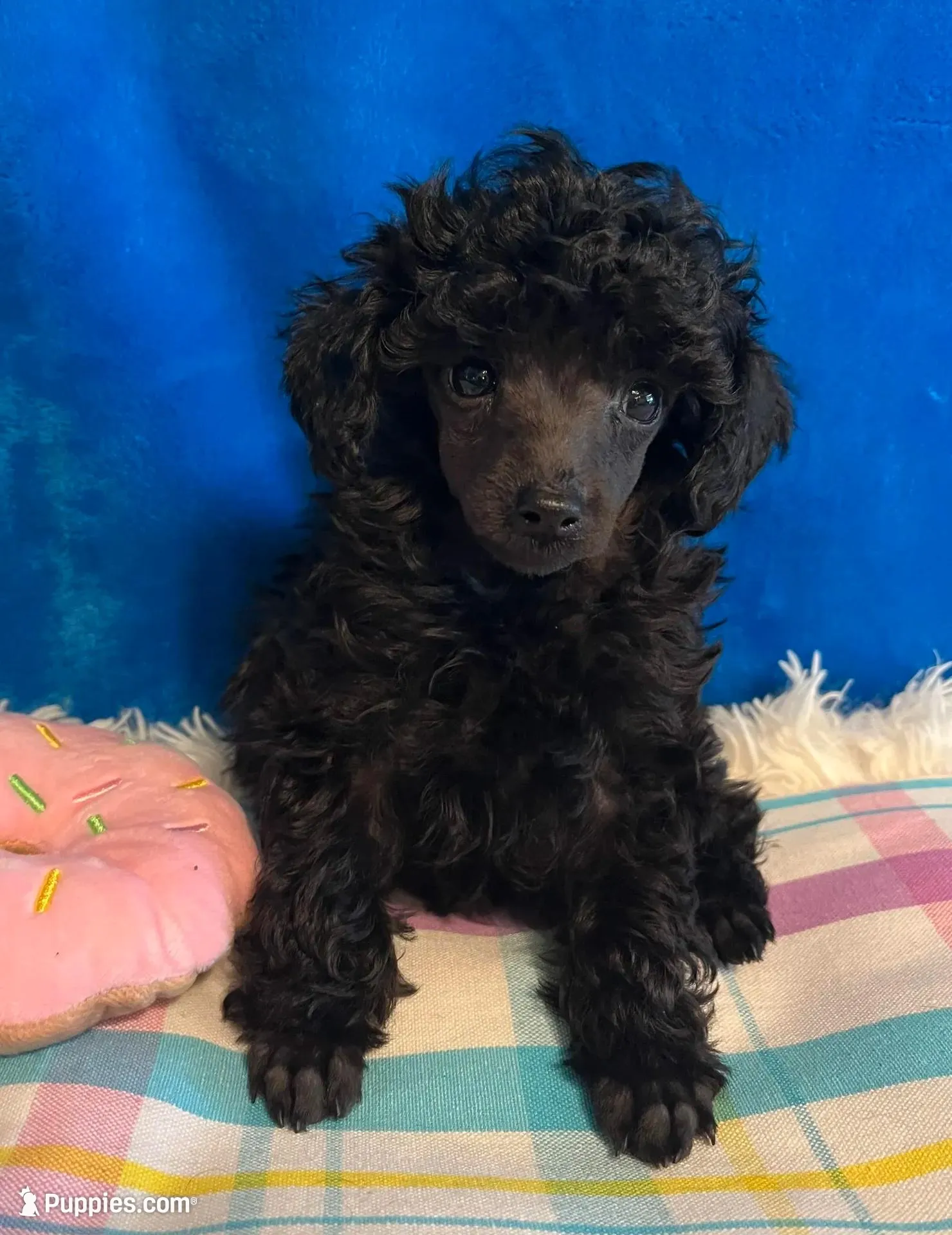 Leah, a female Poodle - Toy  for sale in Tuscumbia, AL – Photo 3 of 3
