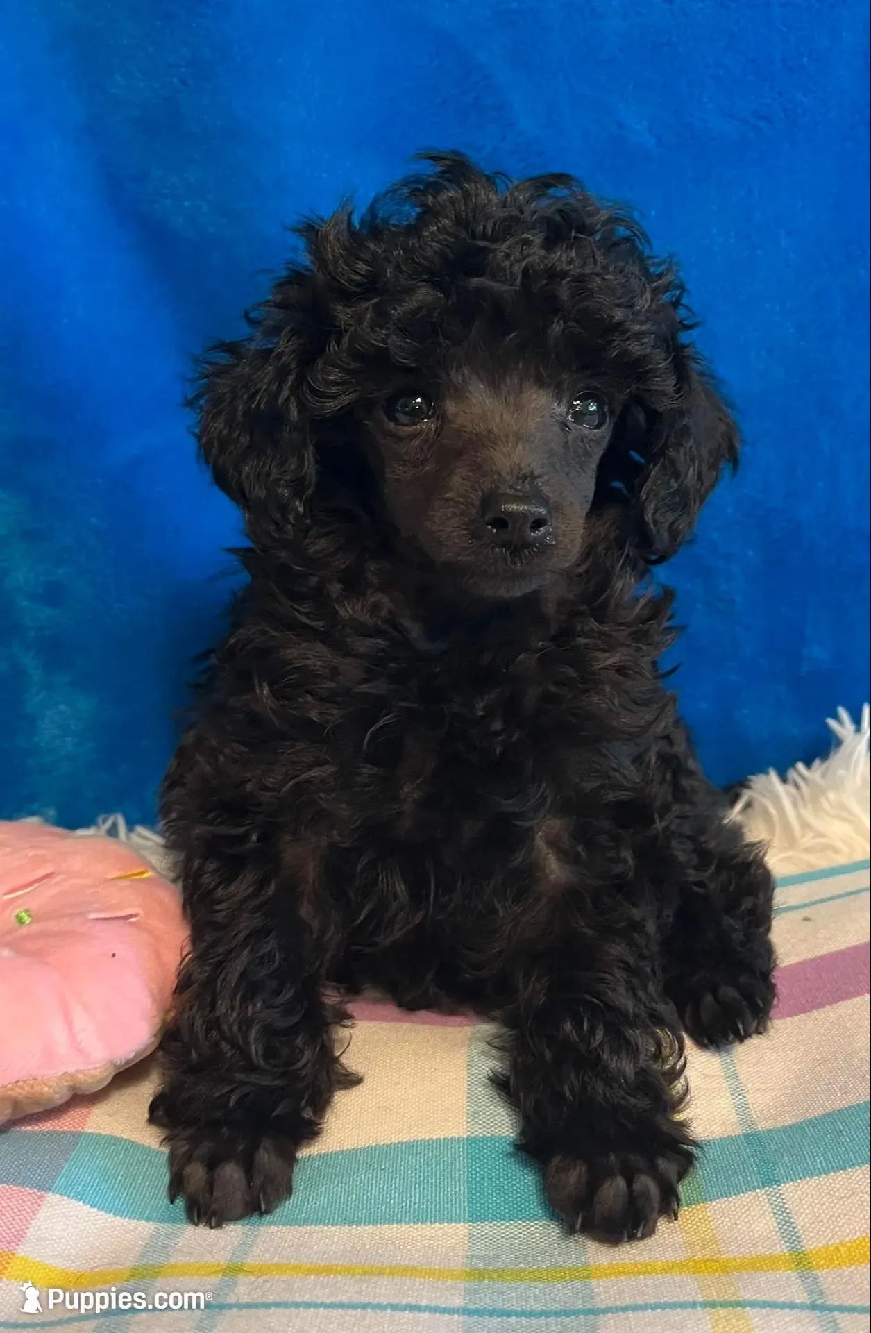 Leah, a female Poodle - Toy  for sale in Tuscumbia, AL – Photo 2 of 3