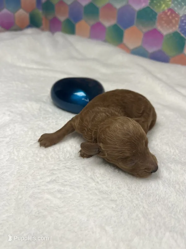 T cup Jimmy – Poodle - Toy  puppy for sale in Tuscumbia, AL