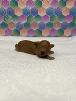 Goldie, a female Poodle - Toy  for sale in Tuscumbia, AL – 1 of 4