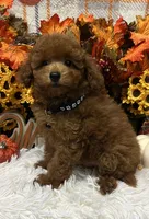 Jimmy, a male Poodle - Toy  for sale in Tuscumbia, AL – 4 of 6