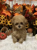 Peaches, a female Poodle - Toy  for sale in Tuscumbia, AL – 2 of 5