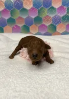 Janie, a female Poodle - Toy  for sale in Tuscumbia, AL – 5 of 8