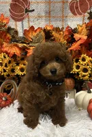Jimmy, a male Poodle - Toy  for sale in Tuscumbia, AL – 3 of 6