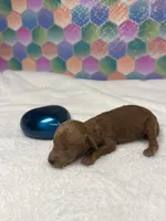 T cup Jimmy, a male Poodle - Toy  for sale in Tuscumbia, AL – 3 of 6