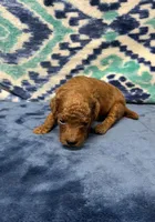  Jimmy, a male Poodle - Toy  for sale in Tuscumbia, AL – 3 of 5
