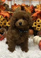 Jimmy, a male Poodle - Toy  for sale in Tuscumbia, AL – 2 of 6