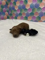 Jed, a male Poodle - Toy  for sale in Tuscumbia, AL – 5 of 5