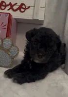 Silver Bullet, a male Poodle - Toy  for sale in Tuscumbia, AL – Photo 1 of 3