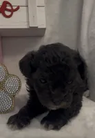 Silver Bullet, a male Poodle - Toy  for sale in Tuscumbia, AL – Photo 2 of 3