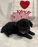 Silver Bullet, a male Poodle - Toy  for sale in Tuscumbia, AL – Photo 3 of 3