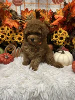 AKC Georgie , a female Poodle - Toy  for sale in Tuscumbia, AL – 5 of 5