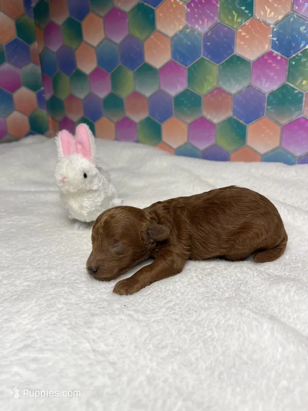 Eli – Poodle - Toy  puppy for sale in Tuscumbia, AL