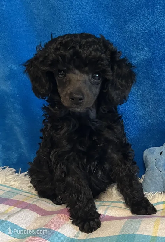 Armani, a male Poodle - Toy  for sale in Tuscumbia, AL – Photo 1 of 1