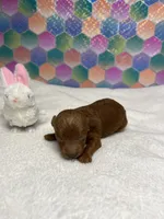 Eli, a male Poodle - Toy  for sale in Tuscumbia, AL – 5 of 5
