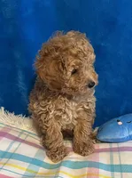 Sonny, a male Poodle - Toy  for sale in Tuscumbia, AL – Photo 2 of 5