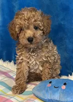 Sonny, a male Poodle - Toy  for sale in Tuscumbia, AL – Photo 3 of 5