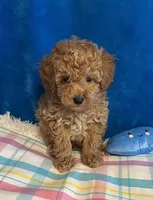 Sonny, a male Poodle - Toy  for sale in Tuscumbia, AL – Photo 4 of 5