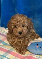 Sonny, a male Poodle - Toy  for sale in Tuscumbia, AL – Photo 5 of 5