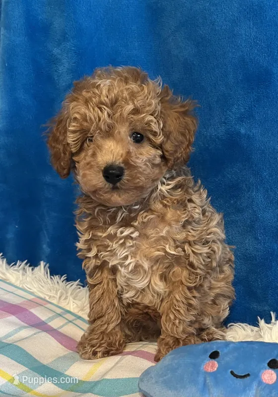 Sonny – Poodle - Toy  puppy for sale in Tuscumbia, AL