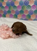 Janie, a female Poodle - Toy  for sale in Tuscumbia, AL – 2 of 8